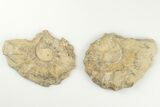 Cut/Polished Calycoceras Ammonite (Pair) - Texas #198213-1